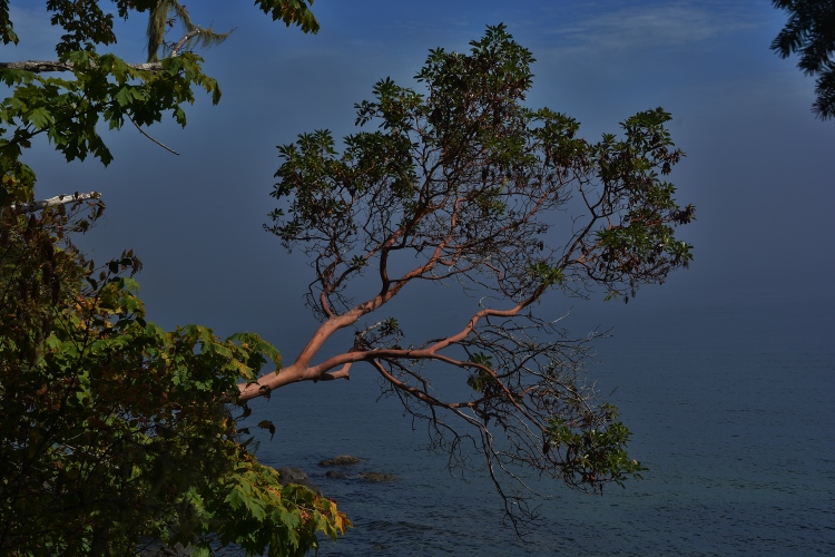 madrone in fog